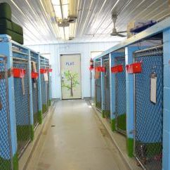 Some of the dog kennels in the boarding facility