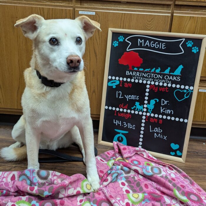 Maggie