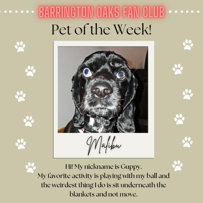 Pet of the Week - Malibu