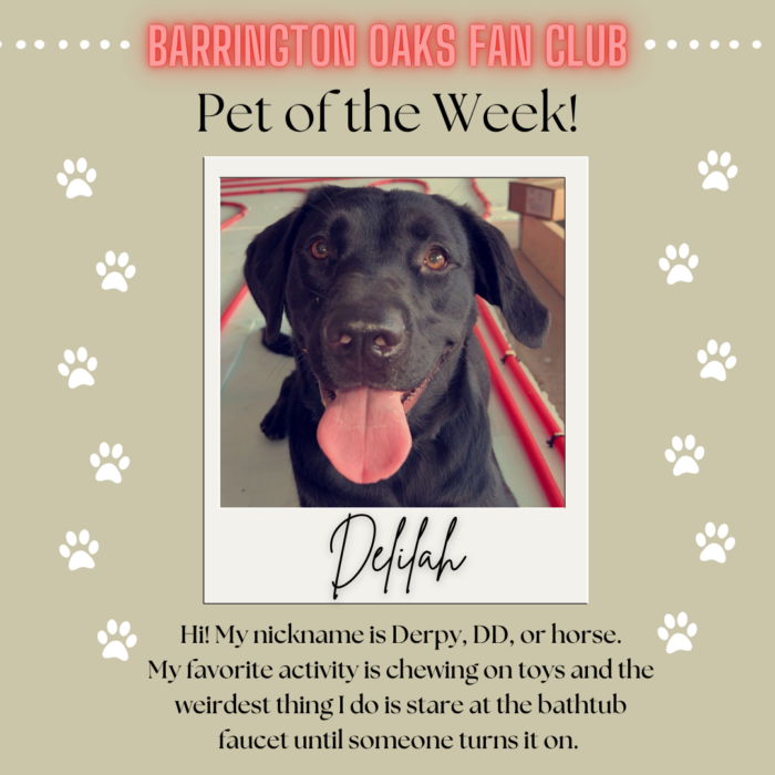 Pet of the Week - Delilah