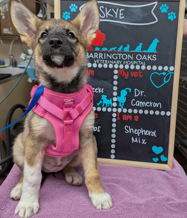Skye