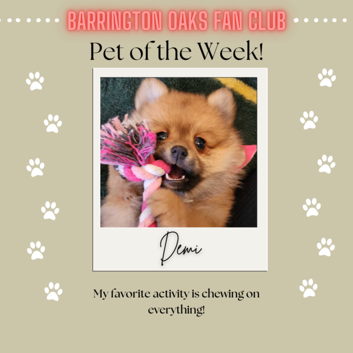 Pet of the Week (6)
