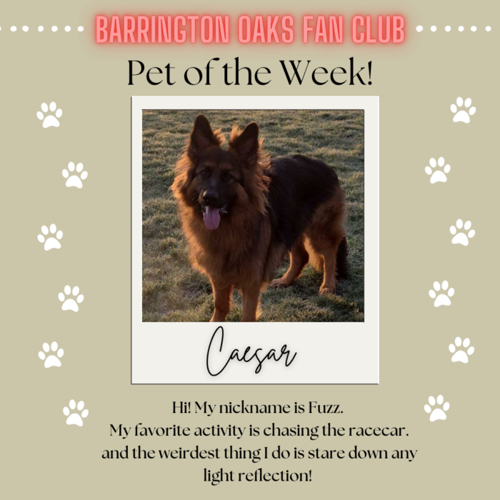 Pet of the Week Caesar